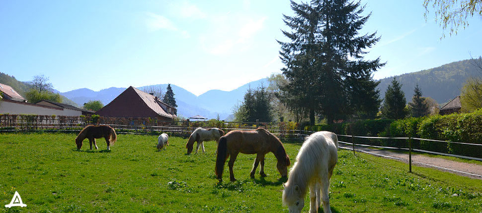 Camping Münstertal 5 Sterne - Münstertal - Toocamp