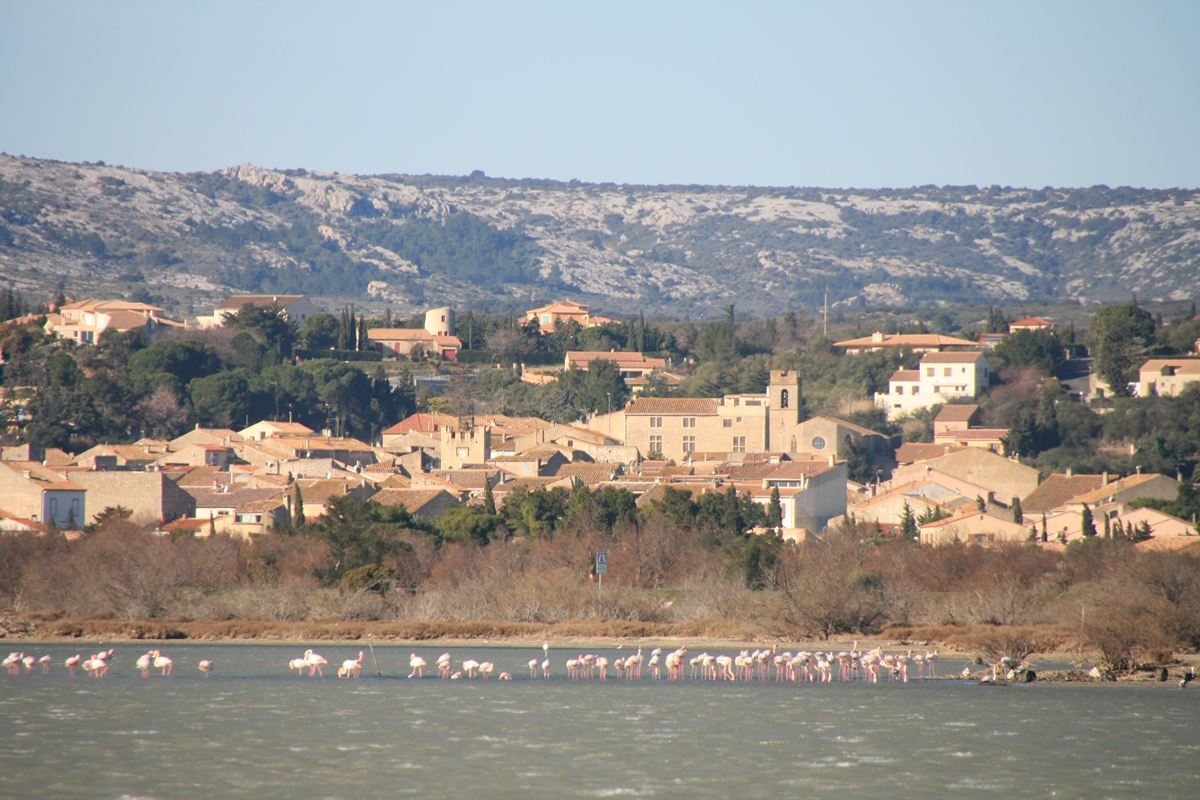Domaine de la Palme Languedoc-Roussillon - La Palme visuel 7/10 Domaine de la Palme Languedoc-Roussillon - La Palme visuel 7/10
