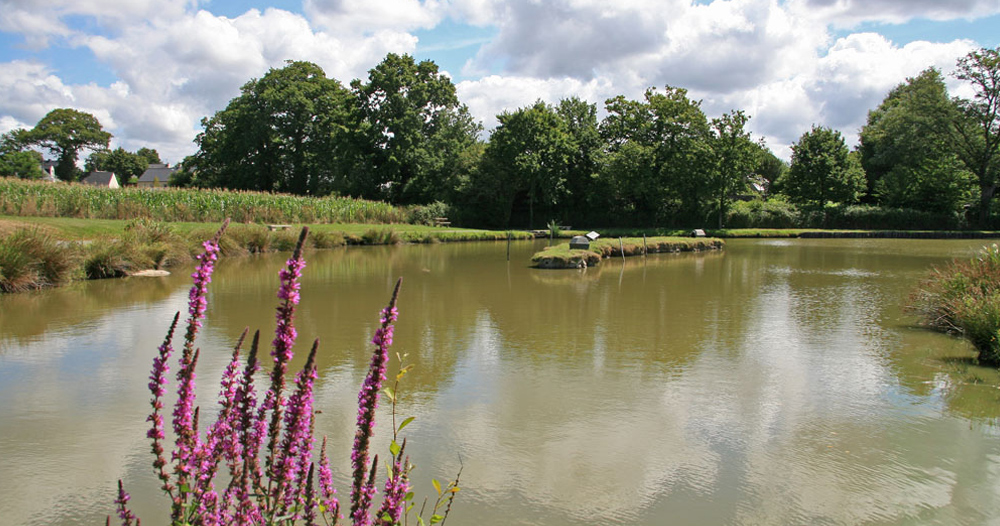 Les Prairies de L'Etang Das Loire-Gebiet - Assérac visuel 3/9 Les Prairies de L'Etang Das Loire-Gebiet - Assérac visuel 3/9