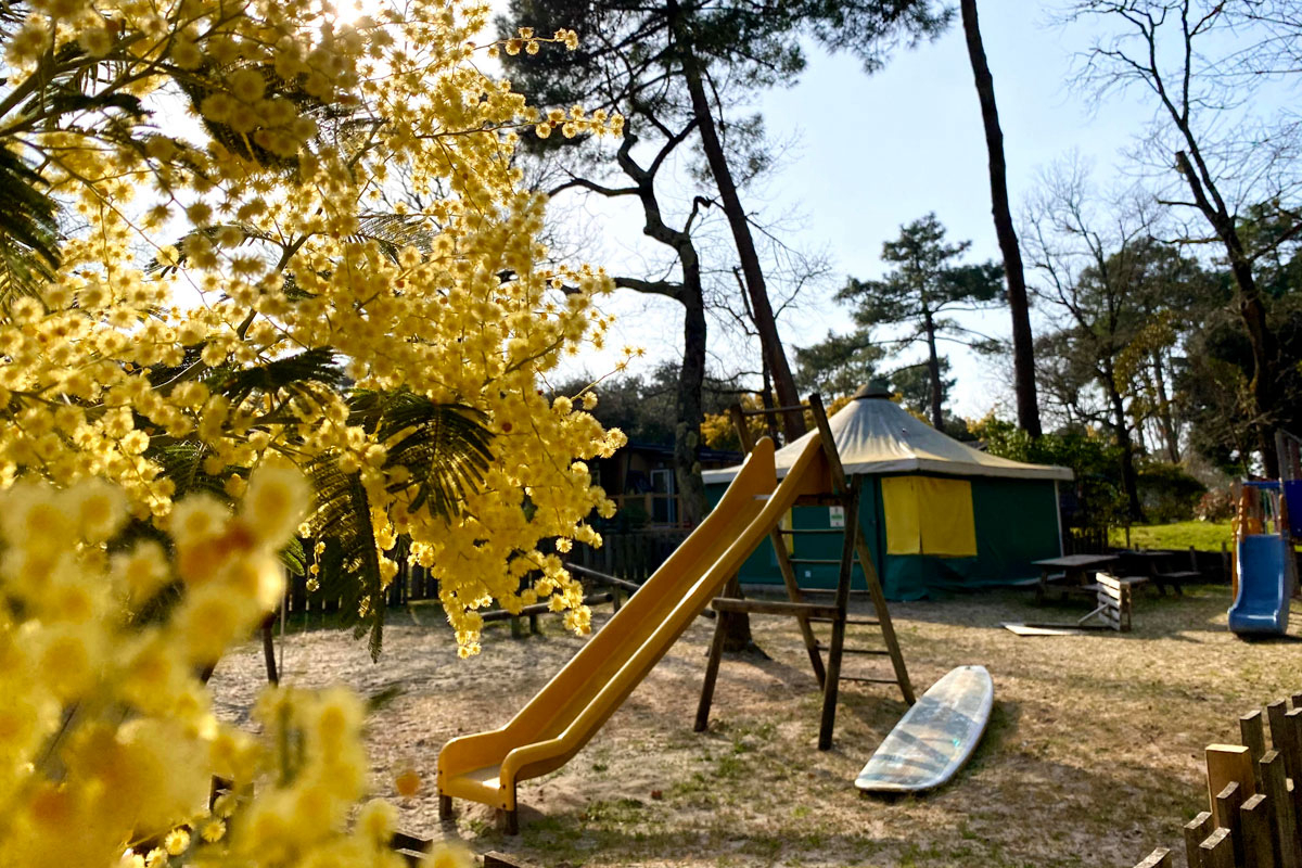 Camping des Pins Aquitanien - Soulac-sur-Mer visuel 8/22 Camping des Pins Aquitanien - Soulac-sur-Mer visuel 8/22